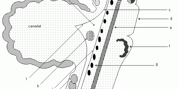 Tronc_cerebral_morphologie_interne