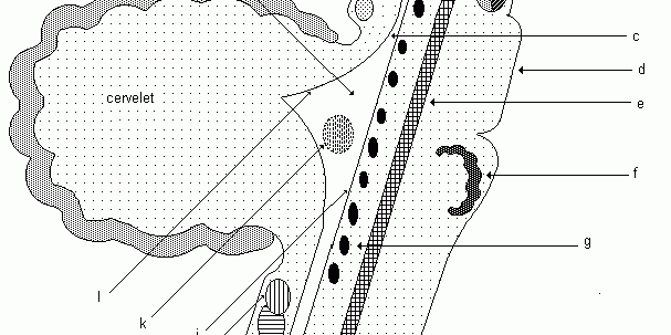 Tronc_cerebral_morphologie_interne